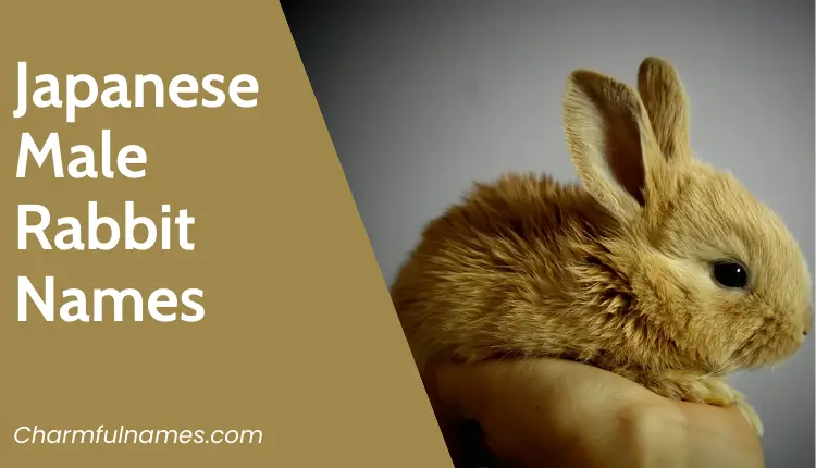 Unveil Delightful Japanese Rabbit Names For Fluffy Joy 