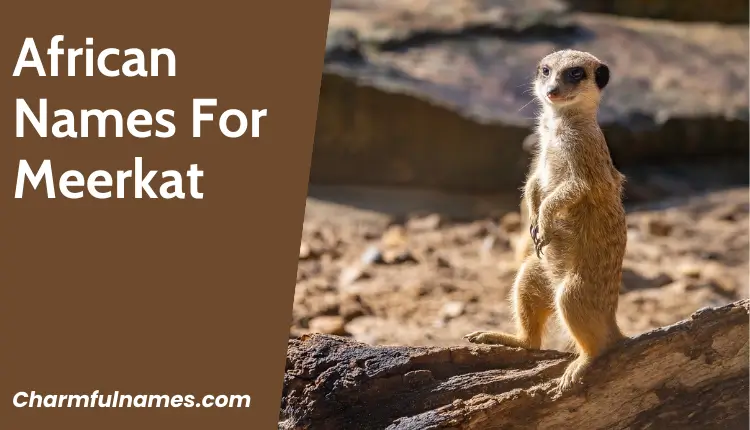 Discover 333+ Adorable and Unique Meerkat Names Today! African Names For Meerkat