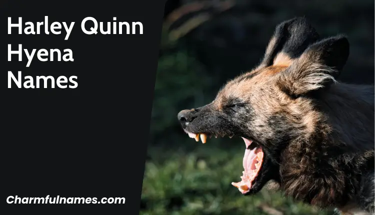 From Jungle Jokes to Fierce Friends: The Best Hyena Names Harley Quinn Hyena Names