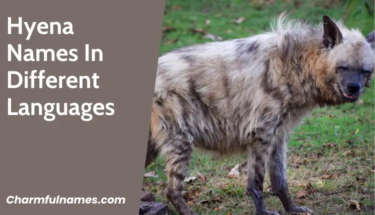 From Jungle Jokes to Fierce Friends: The Best Hyena Names Hyena Names In Different Languages