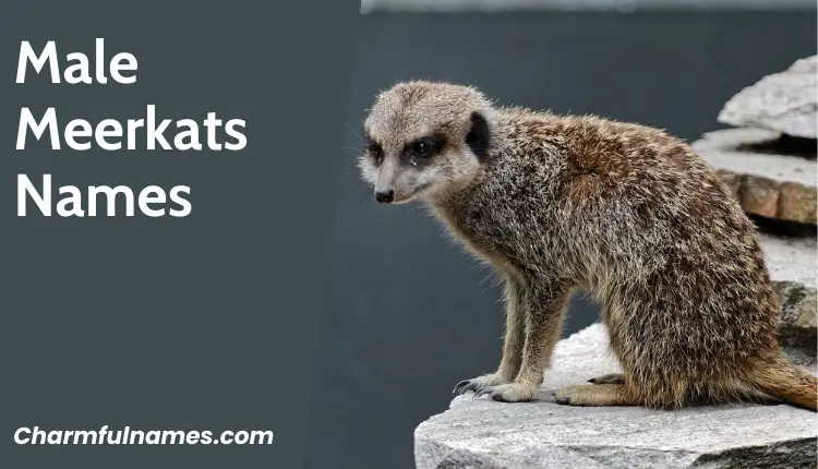 Discover 333+ Adorable and Unique Meerkat Names Today! Male Meerkats Names