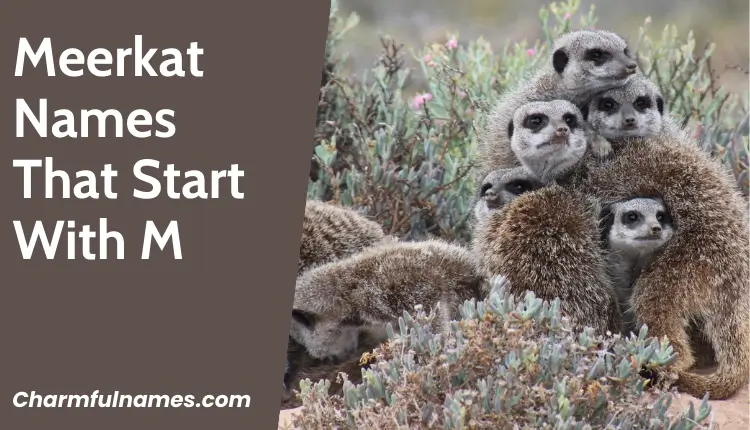 Discover 333+ Adorable and Unique Meerkat Names Today! Meerkat Names That Start With M
