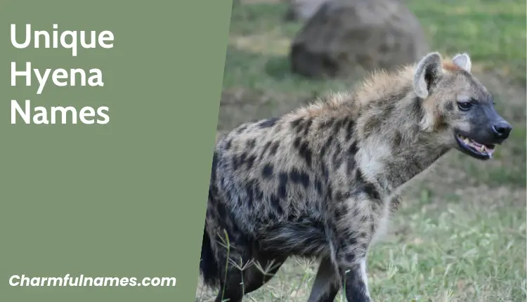 From Jungle Jokes to Fierce Friends: The Best Hyena Names Unique Hyena Names
