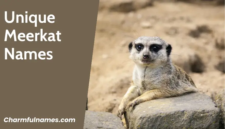Discover 333+ Adorable and Unique Meerkat Names Today! Unique Meerkat Names