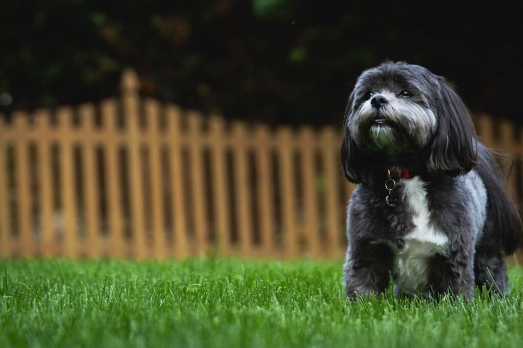 Top 6 Creative Dog Fence Ideas that Combine Style and Functionality  