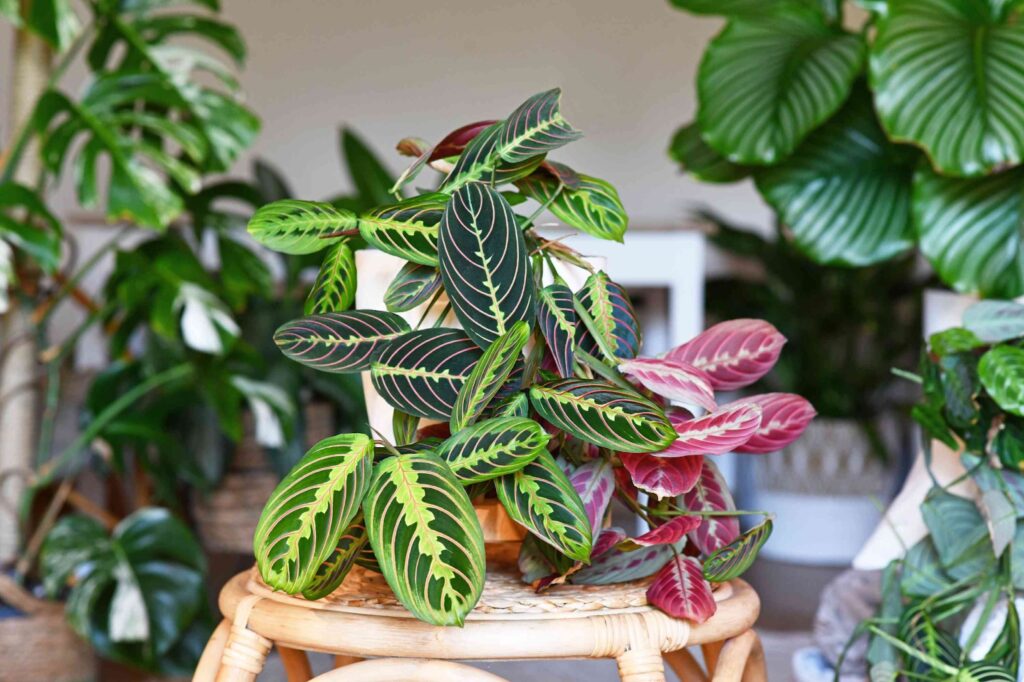 Prayer Plant