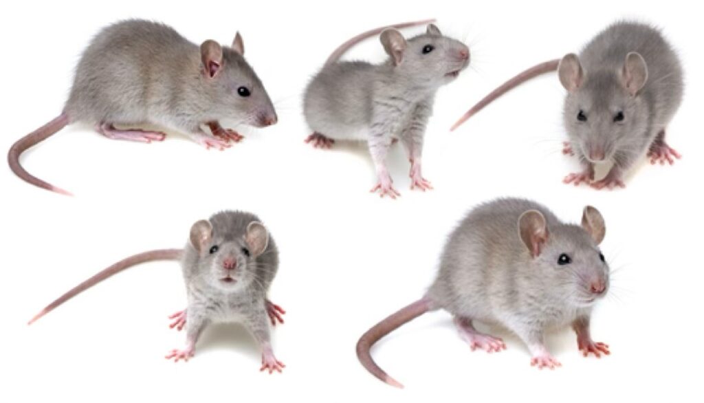 How to Choose the Best Rodent Control Services in Bradenton
