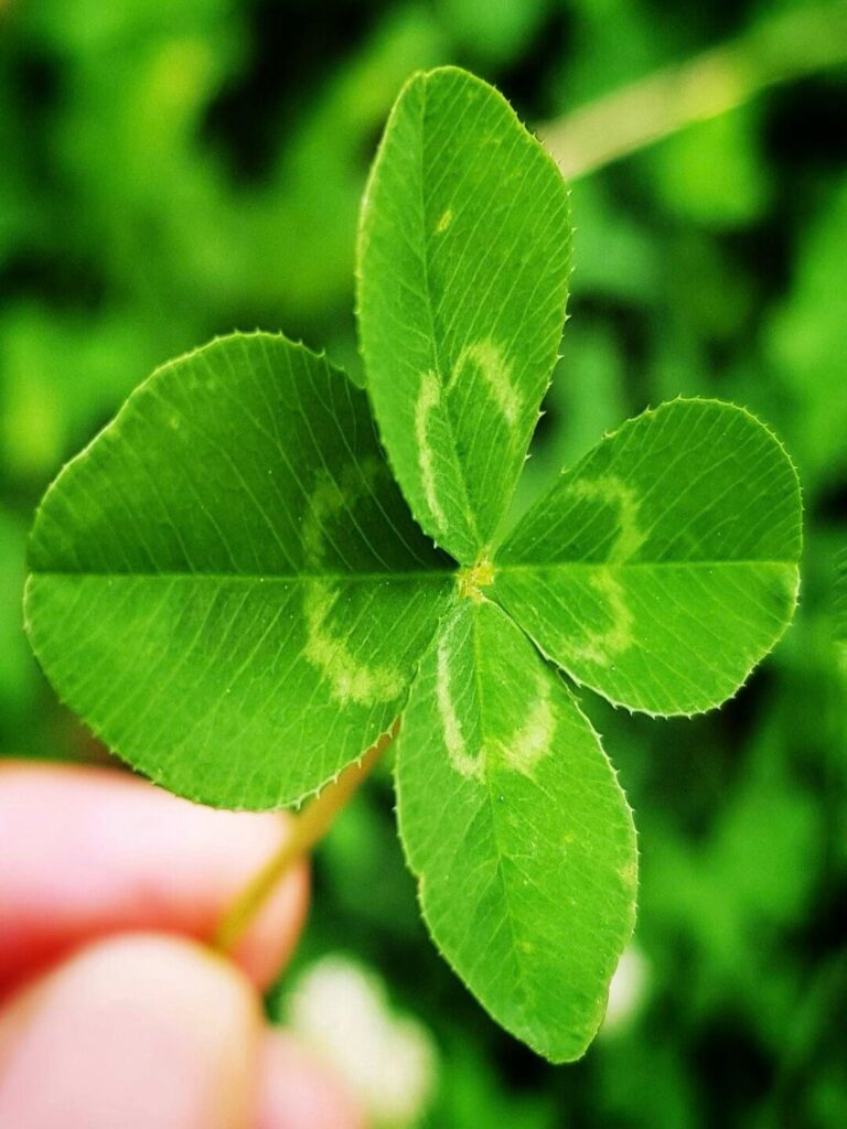 The Symbolism of Clover Leaf Prints in Irish Tradition and Folklore