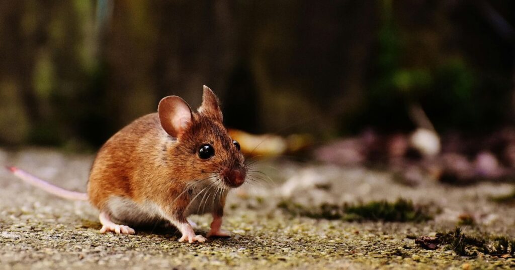 Mice Control Techniques: Effective Strategies for a Rodent-Free Environment