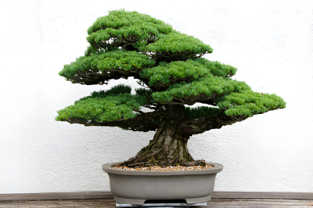 The Poetry of Bonsai: A Guide to Growing Japanese Black Pine TreesIntroduction to Bonsai