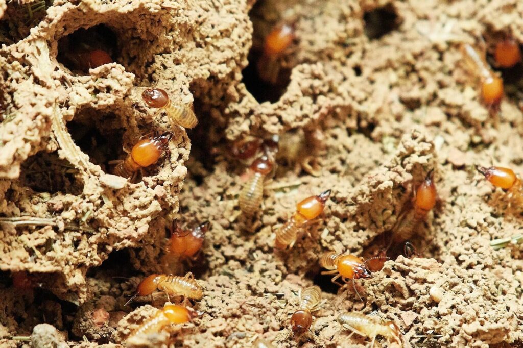 Reliable Termite Solutions
