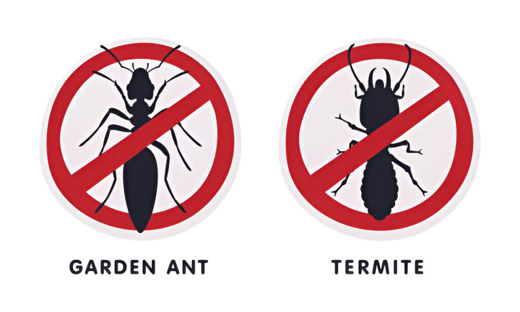 Pests in New Lambton