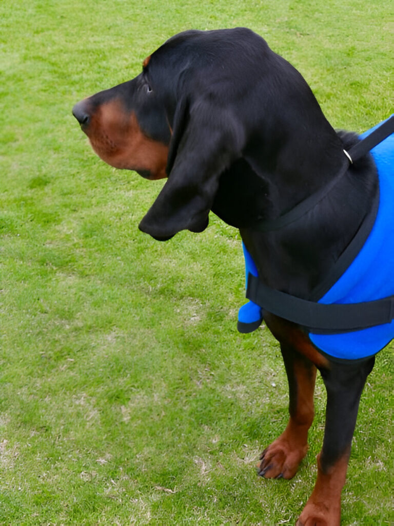 Dog Vests for Large Dogs: The Ultimate Guide to Choosing the Best Fit