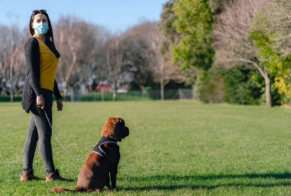 Dog Training Collar in NZ Guide