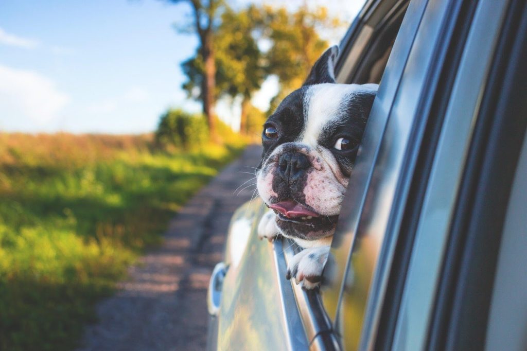 Pet Escort Services