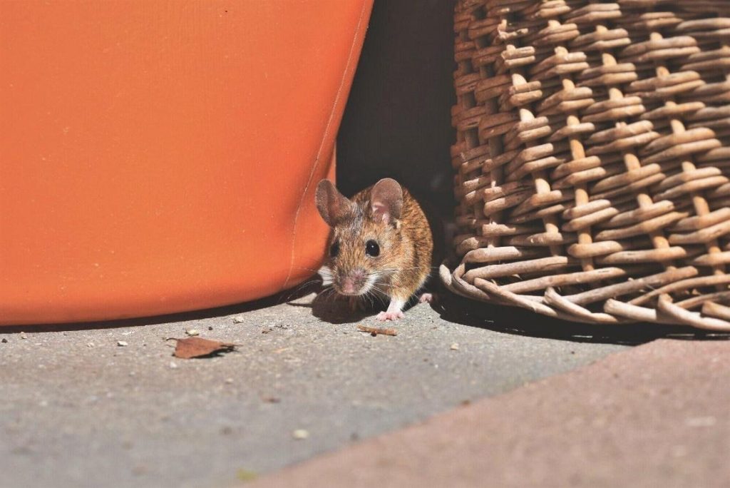 Pest Problem? Here's How to Stop Infestations Before They Spread