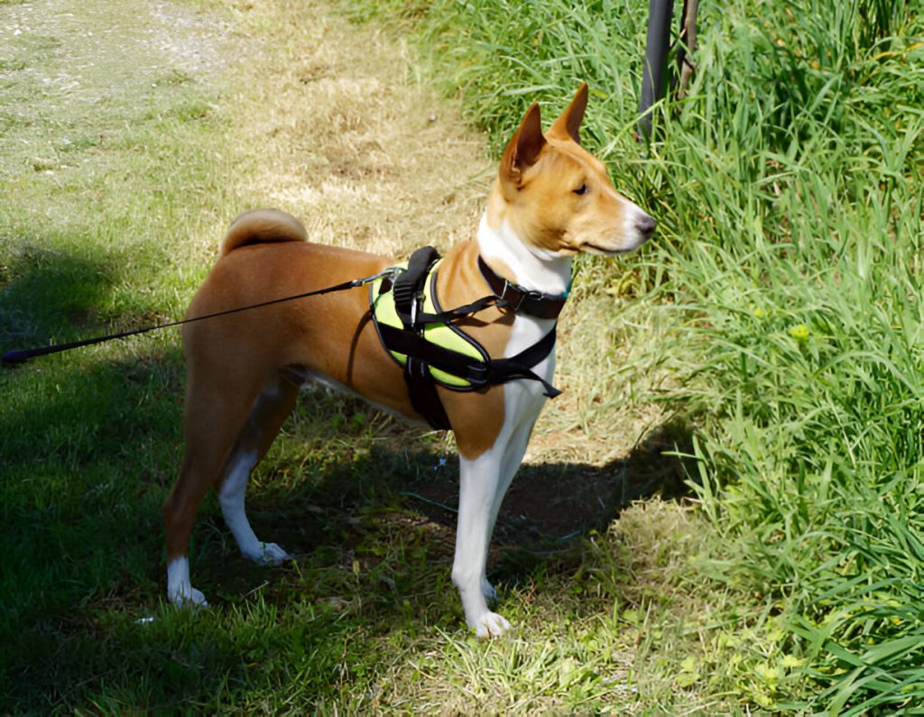 No-Pull Extra Small Dog Harnesses