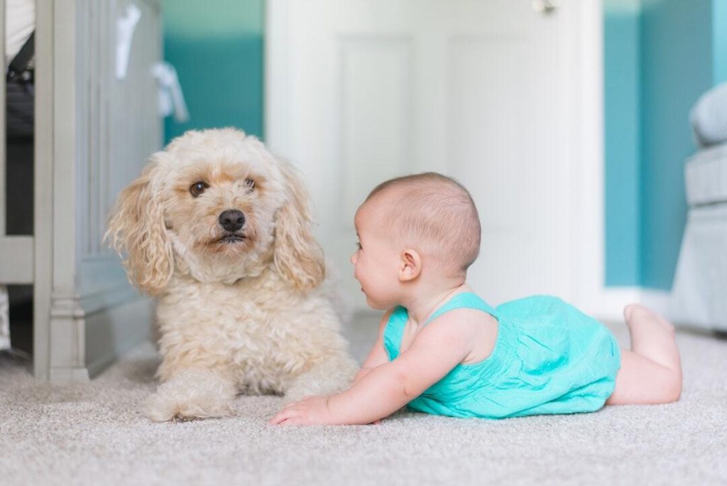 Expert Carpet Cleaning Solutions