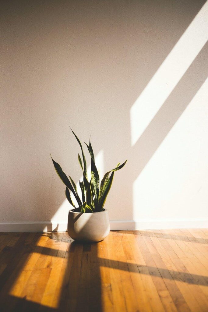 Essential Interior Plant Design Tips for a Fresh Space