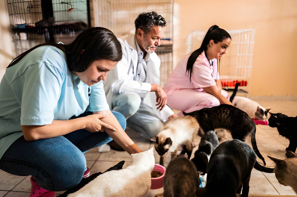 The Impact Of Animal Hospitals On Community Animal Welfare Animal Hospitals
