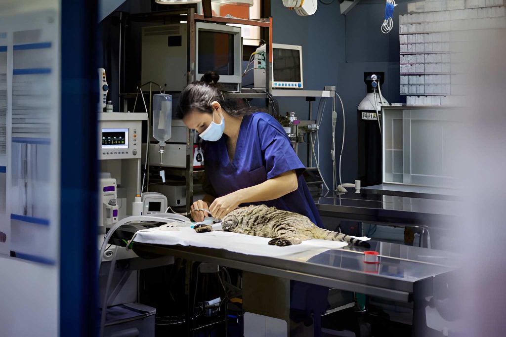 How Animal Hospitals Support Long Term Pet Wellness Animal Hospitals Support