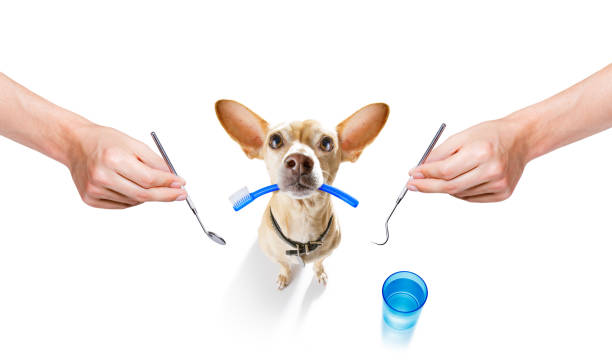 3 Key Benefits Of Preventive Dental Care At Animal Hospitals 3 Key Benefits Of Preventive Dental Care At Animal Hospitals
