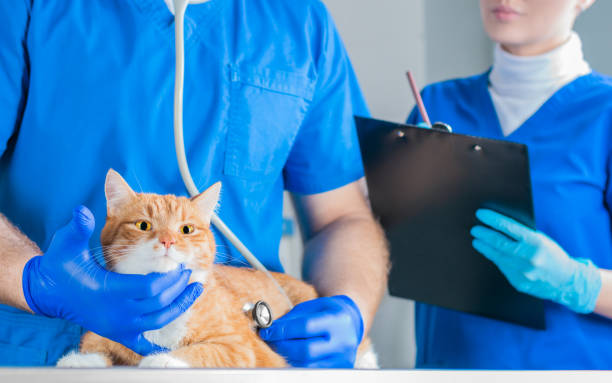 How General Veterinary Services Support Emergency Preparedness Veterinary Services Support Emergency
