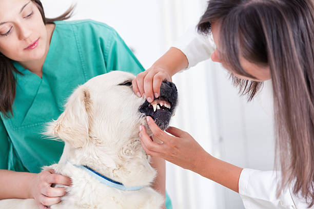 Why Routine Dental Care Happens Best In Animal Hospitals istockphoto 476750241 612x612 1